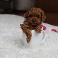 Teacup Ava, a female Poodle - Toy  for sale in Fresno, OH – Photo 2 of 8