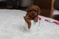 Teacup Ava, a female Poodle - Toy  for sale in Fresno, OH – Photo 2 of 8