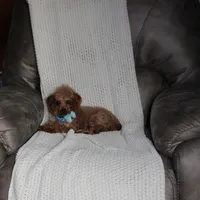 Teacup Ava, a female Poodle - Toy  for sale in Fresno, OH – Photo 8 of 8