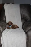 Teacup Ava, a female Poodle - Toy  for sale in Fresno, OH – Photo 8 of 8