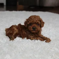 Teacup Ava, a female Poodle - Toy  for sale in Fresno, OH – Photo 1 of 8