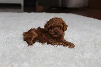 Teacup Ava, a female Poodle - Toy  for sale in Fresno, OH – Photo 1 of 8