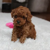 Teacup Ava, a female Poodle - Toy  for sale in Fresno, OH – Photo 6 of 8