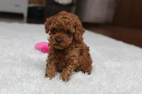Teacup Ava, a female Poodle - Toy  for sale in Fresno, OH – Photo 6 of 8