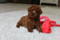 Theo, a male Poodle - Toy  for sale in Fresno, OH – 1 of 3