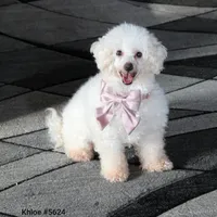 Lexy, a female Bichpoo for sale in Fresno, OH – 9 of 9