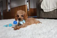 Sasha, a female Bichpoo for sale in Fresno, OH – 5 of 5
