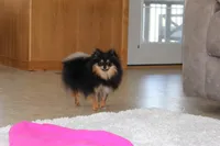 Teacup Macy, a female Pomeranian for sale in Fresno, OH – Photo 4 of 10