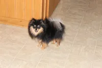 Teacup Macy, a female Pomeranian for sale in Fresno, OH – Photo 5 of 10