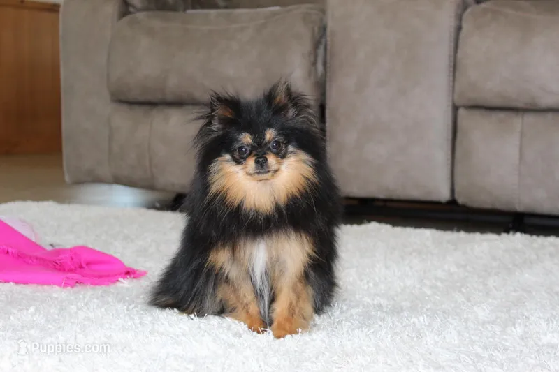 Teacup Macy – Pomeranian puppy for sale in Fresno, OH