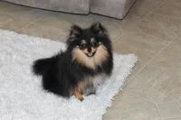 Teacup Macy, a female Pomeranian for sale in Fresno, OH – Photo 8 of 10