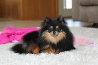 Teacup Macy, a female Pomeranian for sale in Fresno, OH – Photo 3 of 10
