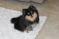 Teacup Macy, a female Pomeranian for sale in Fresno, OH – Photo 9 of 10
