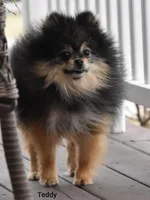 Teacup Macy, a female Pomeranian for sale in Fresno, OH – Photo 10 of 10