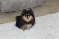 Teacup Macy, a female Pomeranian for sale in Fresno, OH – Photo 6 of 10