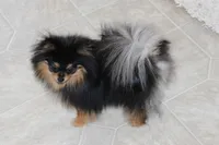 Teacup Macy, a female Pomeranian for sale in Fresno, OH – Photo 7 of 10