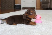 Olivia, a female Miniature Dachshund for sale in Fresno, OH – 4 of 8
