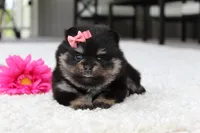 Tessa, a female Pomeranian for sale in Fresno, OH – 2 of 7