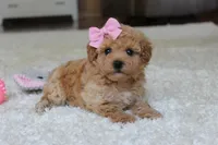 Lexy, a female Bichpoo for sale in Fresno, OH – 5 of 9