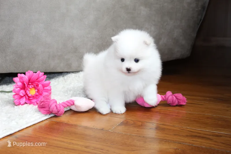 Emmy – Pomeranian puppy for sale in Fresno, OH