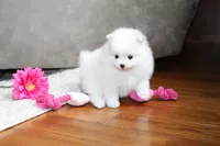 Emmy, a female Pomeranian for sale in Fresno, OH – 1 of 1