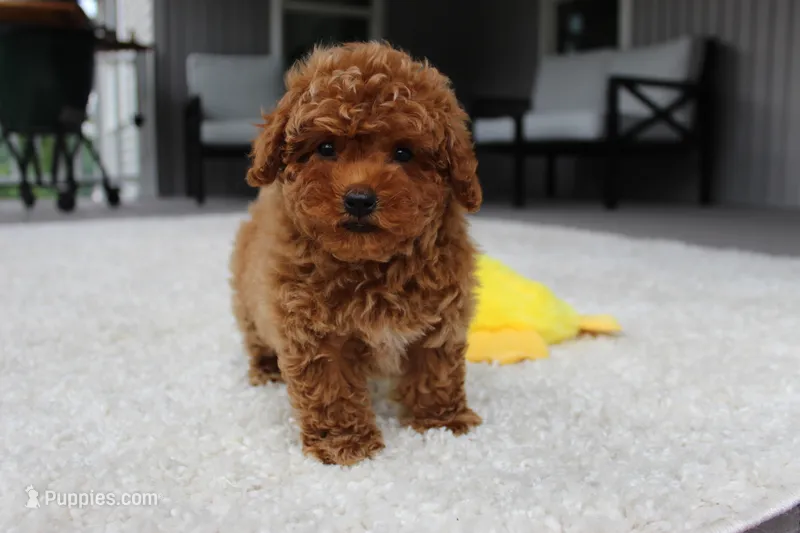Tucker – Poodle - Toy  puppy for sale in Fresno, OH
