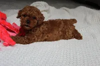 Tony, a male Poodle - Toy  for sale in Fresno, OH – 6 of 9