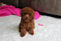 Teacup Mia, a female Poodle - Toy  for sale in Fresno, OH – 2 of 8