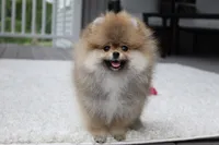 Paisley, a female Pomeranian for sale in Fresno, OH – 7 of 8