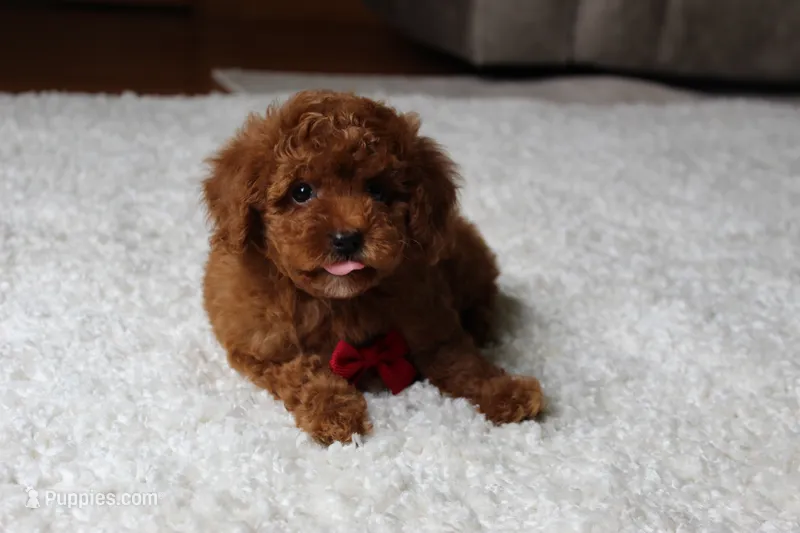 Maxwell – Poodle - Toy  puppy for sale in Fresno, OH