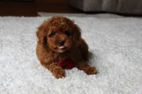 Maxwell, a male Poodle - Toy  for sale in Fresno, OH – 1 of 1