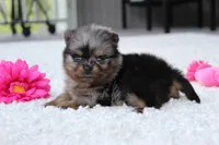 Lexi, a female Pomeranian for sale in Fresno, OH – 7 of 9