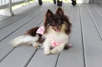 Tessa, a female Pomeranian for sale in Fresno, OH – 7 of 7