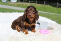 Olivia, a female Miniature Dachshund for sale in Fresno, OH – 3 of 8