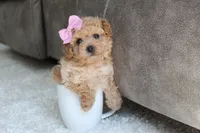 Lexy, a female Bichpoo for sale in Fresno, OH – 4 of 9