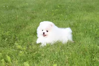 Emmy, a female Pomeranian for sale in Fresno, OH – 2 of 6