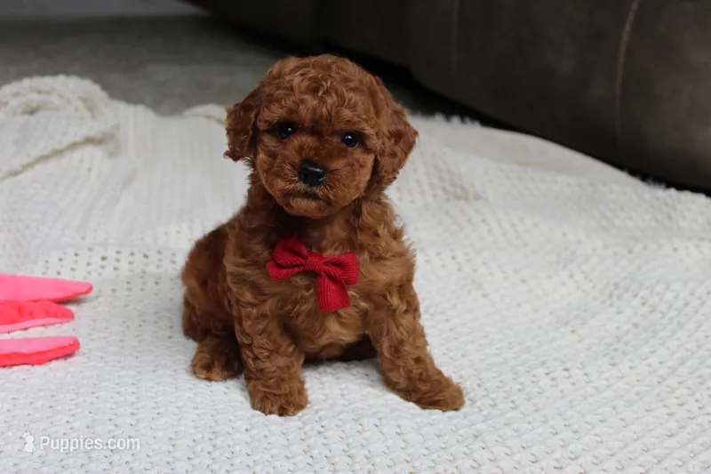 Tony – Poodle - Toy  puppy for sale in Fresno, OH
