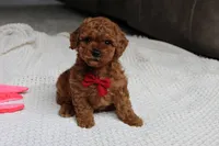 Tony, a male Poodle - Toy  for sale in Fresno, OH – 1 of 9