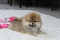 Paisley, a female Pomeranian for sale in Fresno, OH – 3 of 8
