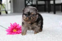 Lexi, a female Pomeranian for sale in Fresno, OH – 3 of 9