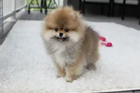 Paisley, a female Pomeranian for sale in Fresno, OH – 1 of 8