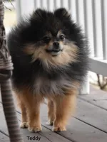 Tessa, a female Pomeranian for sale in Fresno, OH – 6 of 7