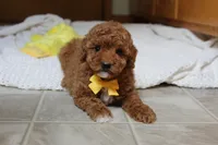 Tommy, a male Poodle - Toy  for sale in Fresno, OH – 2 of 3
