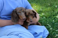 Olivia, a female Miniature Dachshund for sale in Fresno, OH – 8 of 8