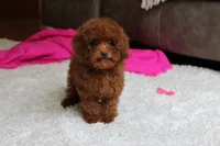 Teacup Mia, a female Poodle - Toy  for sale in Fresno, OH – 3 of 8