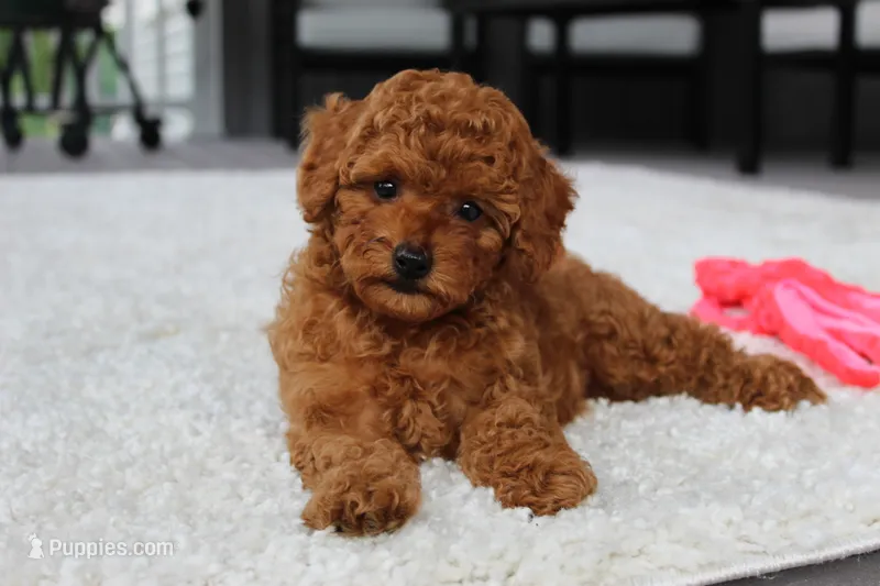 Tony – Poodle - Toy  puppy for sale in Fresno, OH