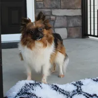 Lexi, a female Pomeranian for sale in Fresno, OH – 9 of 9