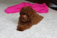 Teacup Mia, a female Poodle - Toy  for sale in Fresno, OH – 6 of 8