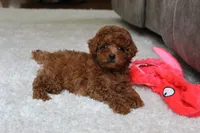 Theo, a male Poodle - Toy  for sale in Fresno, OH – 2 of 3
