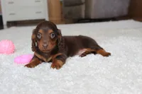 Olivia, a female Miniature Dachshund for sale in Fresno, OH – 5 of 8